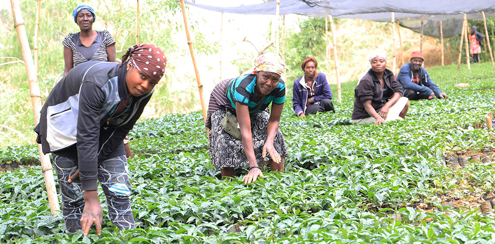 In Haiti, we gave grants to local groups working in protected forest areas to promote reforestation through a variety of approaches. We focused on increasing farmersâ€™ incomes by encouraging them to plant high-value crops such as coffee, cocoa and yams alongside trees. Now, farmers receive the income they need to support their families and strengthen the resilience of their communities.