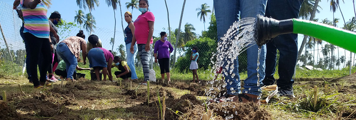 People in a field of vetiver grass that is being watered.