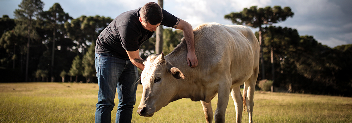 A cattle ranch worker next to a cow.